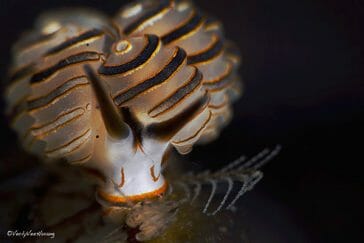 Underwater-Macro-photgraphy-Bali