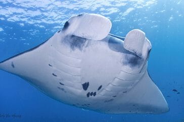 manta ray dive bali