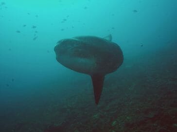 oceanic sunfish bali