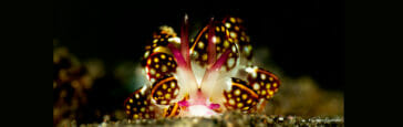 bali diving macro photography