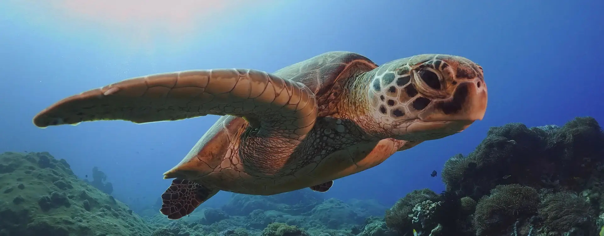 www.balifundiving.com