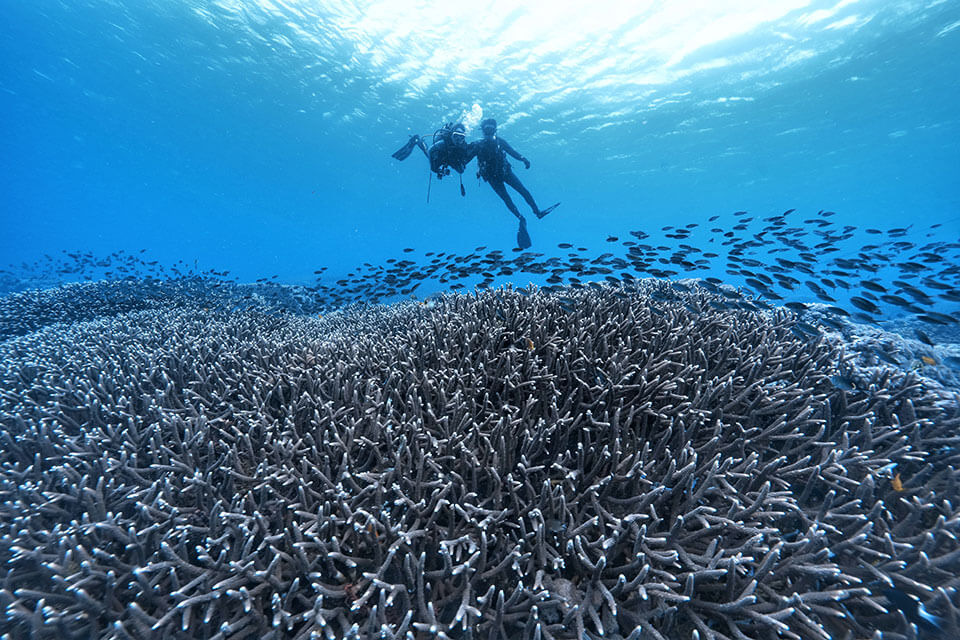 Eco Friendly Diving Adventure