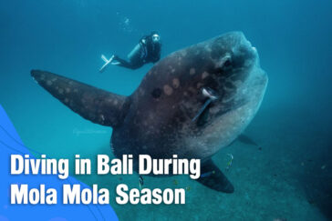 Diving in Bali During Mola Mola Season