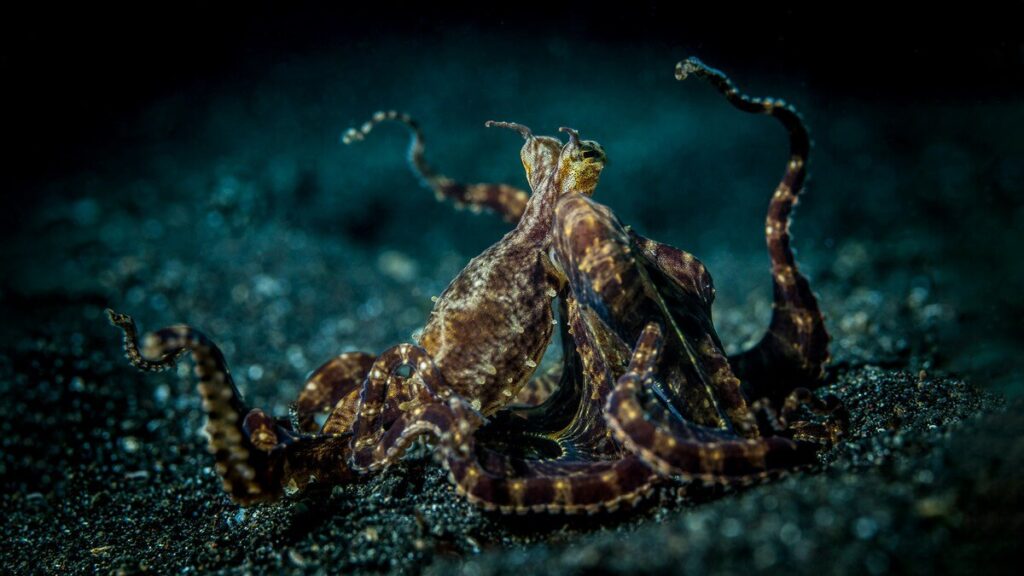 Mimic Octopus by Tobias Friedrich
