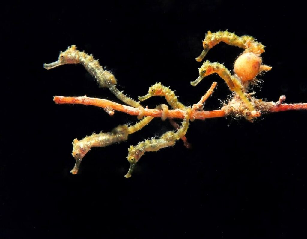 Seahorse Bus by Jules Casey