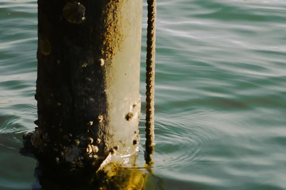 Teritip Menempel pada Permukaan