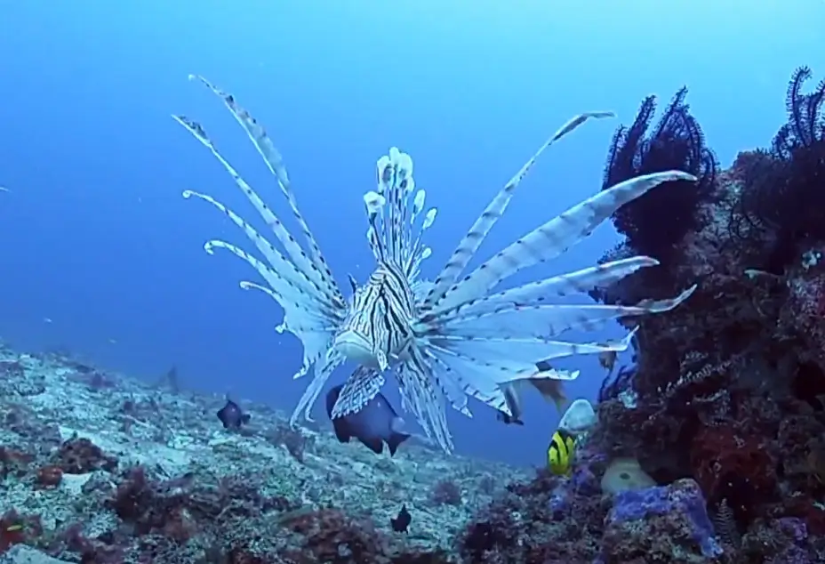Lionfish