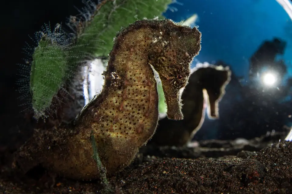 Marine Life Behavior During Different Lunar Phases