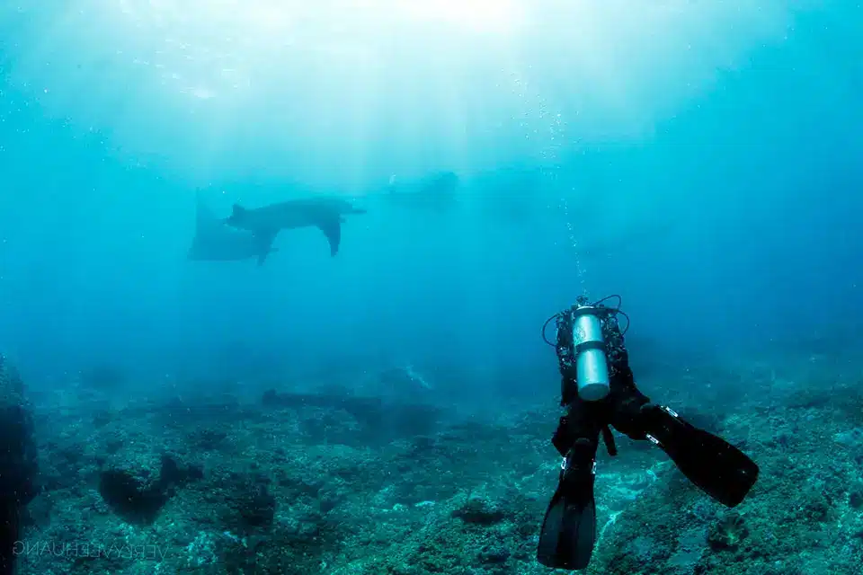 Bali Diving Experiences