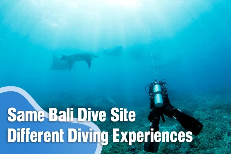 Diving Experiences