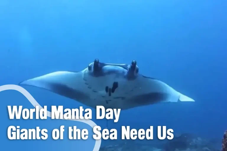 World Manta Day