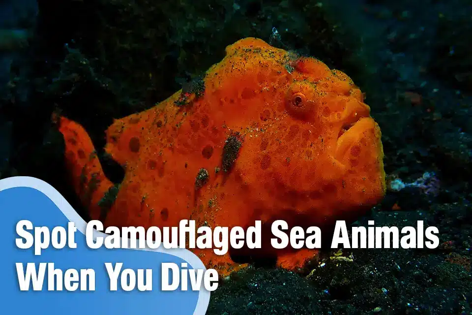 Camouflaged Sea Animals